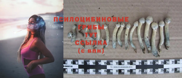 стаф Новозыбков