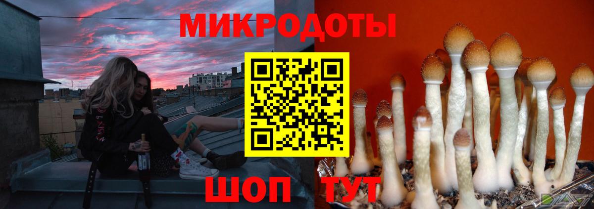 Псилоцибиновые грибы Psilocybine cubensis Копейск